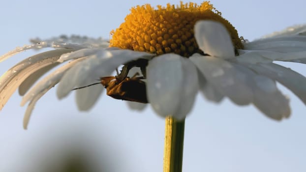 A beautiful chamomile grows in a field and insects crawl on it. CREATIVE. A flower with white petals and a yellow center. Insects are on the flower. The wind blows a flower growing in a clearing.