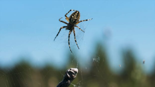 Close-up of spider with prey in nature. Creative. Wild spider on web on blurry background of nature. Spider with prey on web on sunny summer day in meadow.