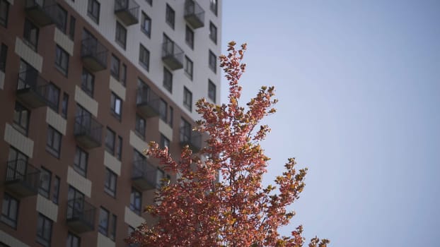 Branches with red leaves on background of high-rise buildings. Action. Top of tree with autumn leaves rustles in wind on clear day. Tree with red leaves on background of building and blue sky.