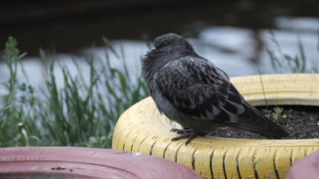Pigeon standing on the river bank. Stock. Pigeon in the Park.
