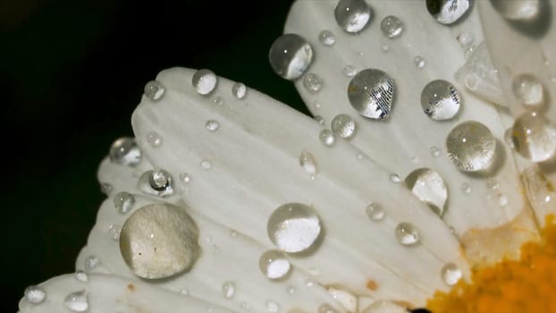 Close-up of drops on chamomile petals. Creative. Beautiful macro drops on chamomile petals. Drops after rain on white flower petals on sunny day.