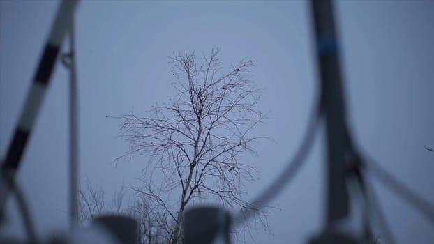 Bottom view of an autumn tree on evening blue cloudy sky background. Clip. Windy weather with tree branches swaying in the evening
