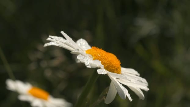 Close-up of beautiful daisy on background of greenery. Creative. Beautiful meadow flowers in wild. Chamomile on background of green meadow grass during rain.