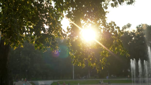 Green park at summer time in during sunset time.