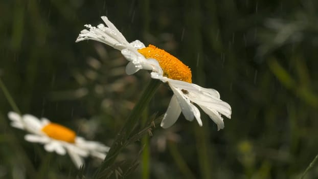 Close-up of beautiful daisy on background of greenery. Creative. Beautiful meadow flowers in wild. Chamomile on background of green meadow grass during rain.