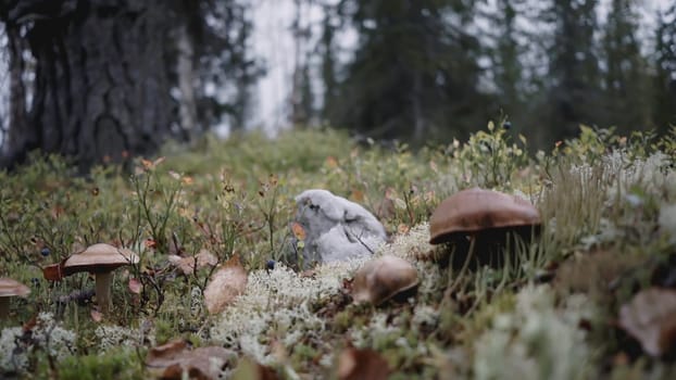 Mushrooms in the forest. CLIP. Glade with mushrooms and grass. Several brown mushrooms have grown in the meadow. Christmas trees grow in the background.