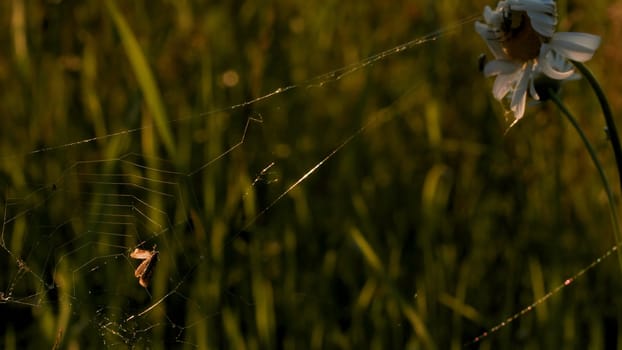 Spiders weaving webs on flowers. Creative.Small insects that make almost transparent nets around flowers in the grass. High quality FullHD footage
