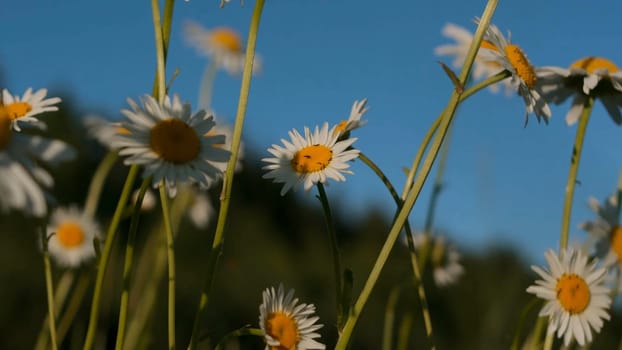 Beautiful daisies in meadow on clear sunny day. Creative. Close-up of bright meadow daisies on background of sunny day. Macrocosm among blooming summer daisies.