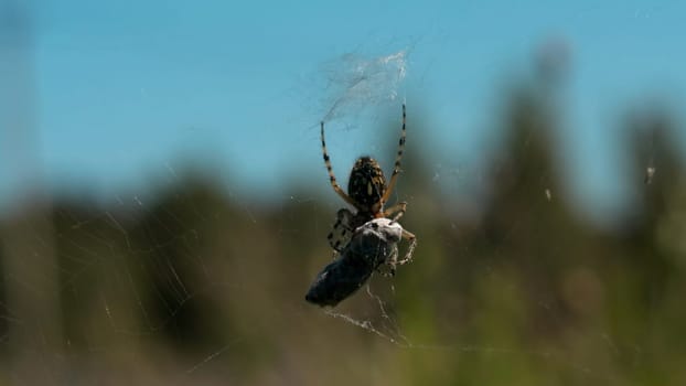 Close up of a spider and his victim trapped in a web on blurred green background. Creative. Wild nature concept, feeding of an insect