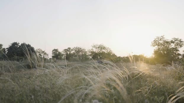 Beautiful sunset above the summer meadow with golden ears. Action. Green field with growing grass and trees