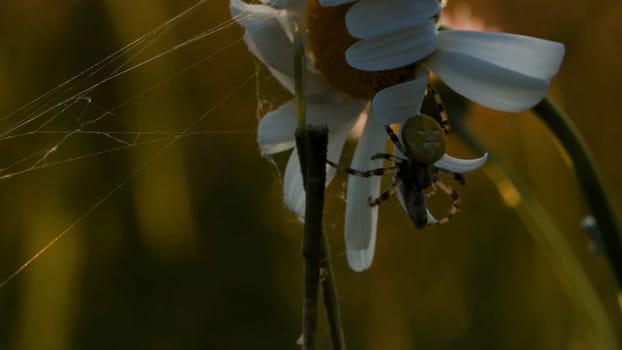 Nature in macro photography.Creative.A small daisy on which a small centipede is hanging and sticks next to it. High quality FullHD footage