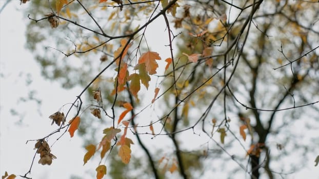 Golden foliage in autumn forest, bottom view. Video. Fall natural scenery, a tree branch with colorful leaves on bright sky and tree crown background
