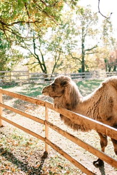 Brown fluffy camel peeks out from behind a fence on a green pasture. High quality photo