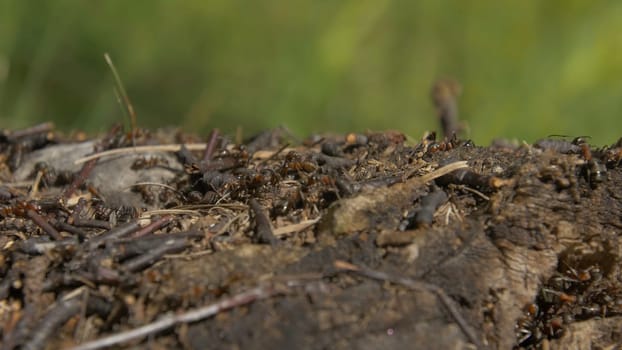 Ants in nature. Teamwork: Black and Red Ants on Wooden Surface with Stones. ants marching on a branch.