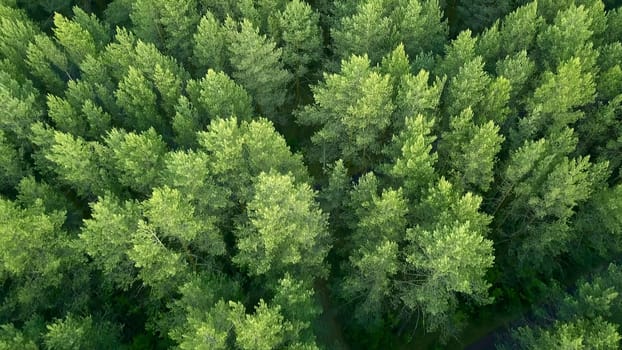 Top view of tops of coniferous forest in summer. Clip. Beautiful coniferous forest with green trees. Dense wild forest with coniferous trees in summer.