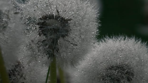 Close up of fluffy dandelion heads covered by hundreds of small rain drops. Creative. Rain falling down on summer green meadow
