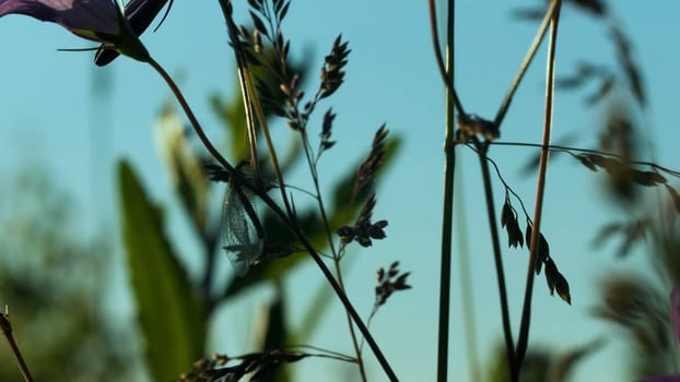 Green environment concept, summer natural meadow background. Creative. Stems of growing plants in a field