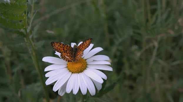 A beautiful chamomile grows in a field and insects crawl on it. CREATIVE. A flower with white petals and a yellow center. Insects are on the flower. The wind blows a flower growing in a clearing.