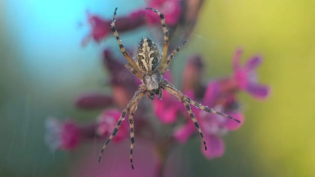 An insect in the rain. Creative . An interesting color spider sitting on a web with water droplets and behind it is raining falling on it, flowers and cobwebs