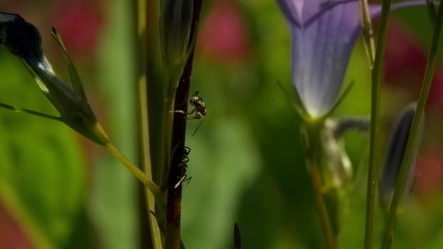 Purple bells on which ants crawl. Creative. Purple flowers above a blue sky on which small black insects crawl in the grass