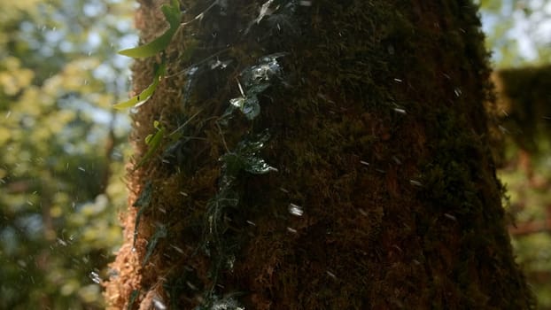 Fresh green fluffy moss growing on bark of old tree trunk. Creative. Spring forest in April and drops of water falling on a tree and green leaves