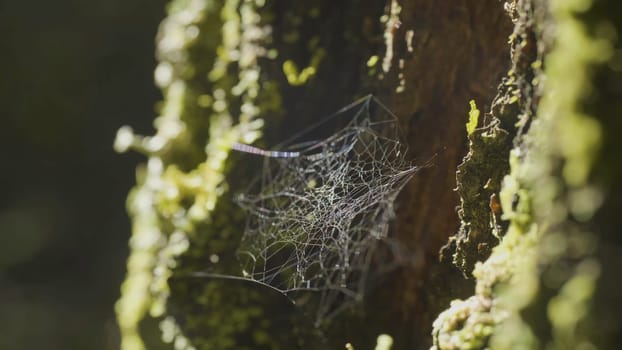 Large spiderweb , on a tree, on morning dew, with natural background, very solid cobweb.