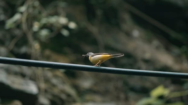 Small bird . Creative. This amzing bird is dancing before our eyes .