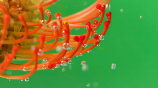 Macro view of unusual colorful algae with air bubbles isolated on a green background. Stock footage. Natural background with vegetation