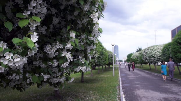 Blooming white flowers trees at park path. Stock footage. Beautiful spring bloom of well-groomed green trees in park alley on background of passing walking people.