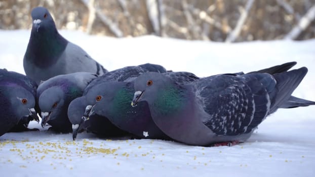 Pigeons eating grain in snow. Media. Close-up of pigeons coming to eat scattered millet grains in snow in park.