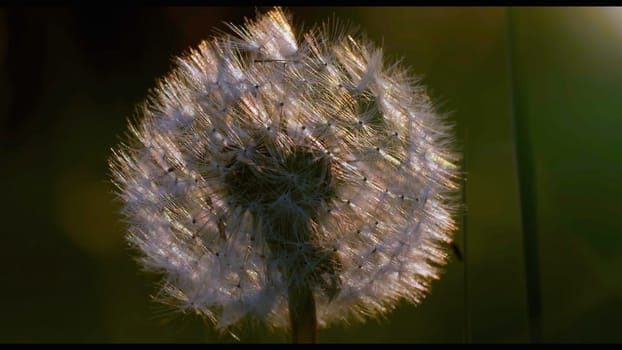 Bright fluffy dandelion.Creative.A sunny flower next to the green tall grass. High quality FullHD footage