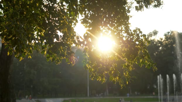 Green park at summer time in during sunset time.