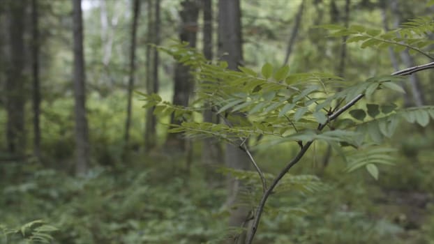 Close up of the leaves of the bush growing in the summer green forest. Beautiful fresh flora in woods on blurred natural background.