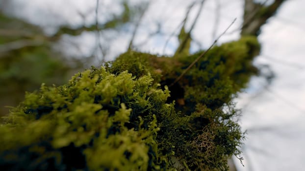 Close-up of green moss on tree. Action. Thick cover of moss on trunk of tree. Beautiful green moss on tree in summer forest.