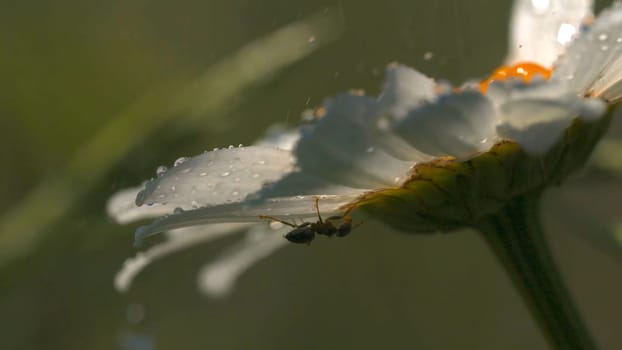 Flower with ant is watered with water. Creative. Ant crawls on beautiful flower in garden. Ant on flower with water drops on sunny day.
