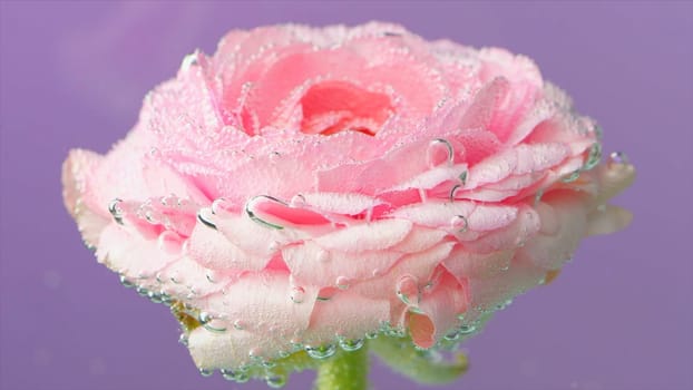 Bright flower bud under water with bubbles. Stock footage. Beautiful flower with bubbles in water on isolated background. Flower in bubbles under water. Refreshing spring buds under water.