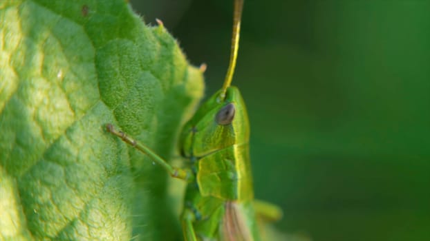 Grasshopper. grasshopper on leaves. Grasshopper on the leaf of grass close up in the field. green grasshopper. Macro view.