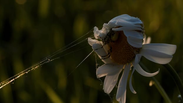 Flower plant chamomile with a small spider on its top on blurred green background. Creative. Close up of small insect in a field