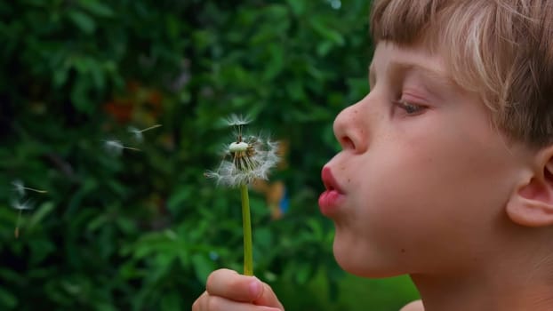 A little boy in a glade.Creative.A small child with brown hair who sits in the green grass and blows on a big white fluffy dandelion. High quality FullHD footage