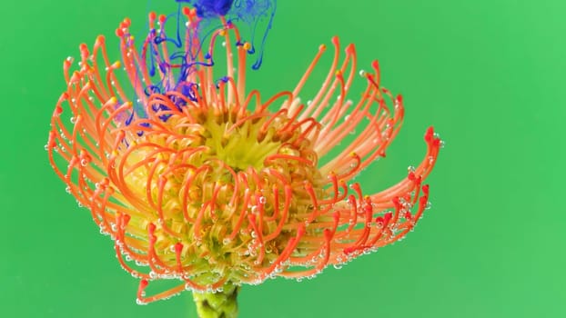 Flower with ink on isolated background. Stock footage. Beautiful exotic flower with stamens under water with ink. Ink fluid art with flower bud.