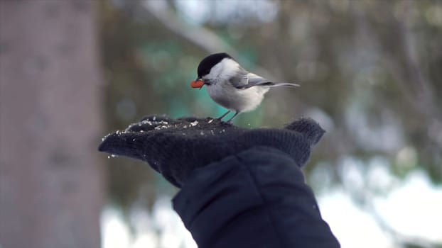 Close up for titmouse is fed from a hand in black glove and flyes away in a winter, snowy forest. Cute bird eats nut from a palm over blur trees background