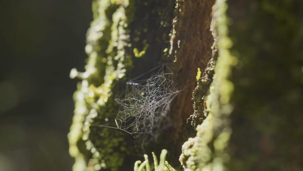 Large spiderweb , on a tree, on morning dew, with natural background, very solid cobweb.