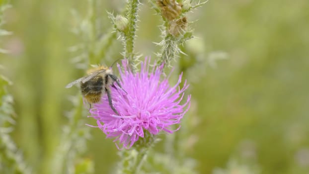 A bee collecting nectar from purple cosmos flower, macro.