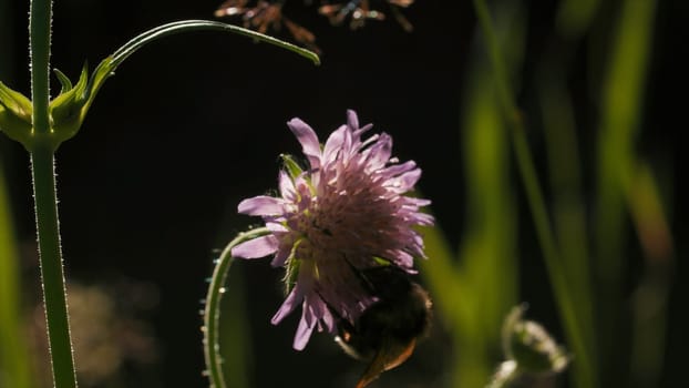 Bumblebee drinks nectar from young clover flowers. Creative. Close up of insect in the summer field on blurred background