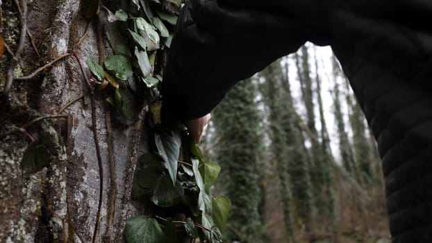 Close-up of man touched tree. Man touched tree overgrown with ivy, making his way through forest on hill with friend, lost in forest.