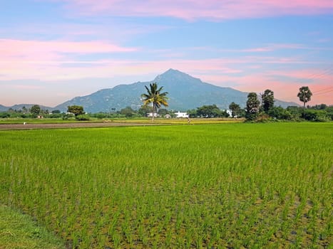 The mountain Arunachala at sunset. Arunachala is the oldest mountain on earth and modern research has confirmed that Arunachala is older than the Himalaya's and indeed one of the oldest mountain on earth in Tiruvannamalai India