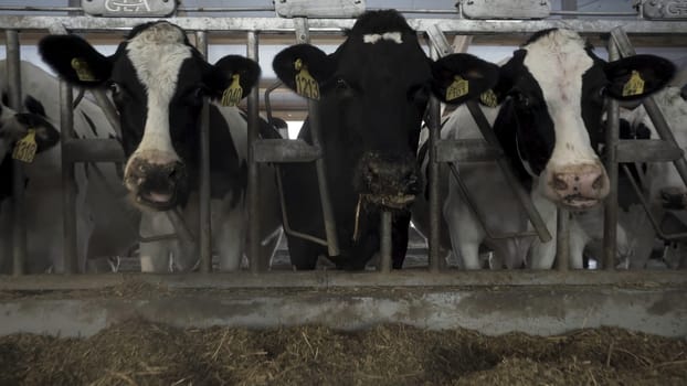 Close up for cows feeding in large cowshed at a farm. Cows cattle feeding process at a milk farm