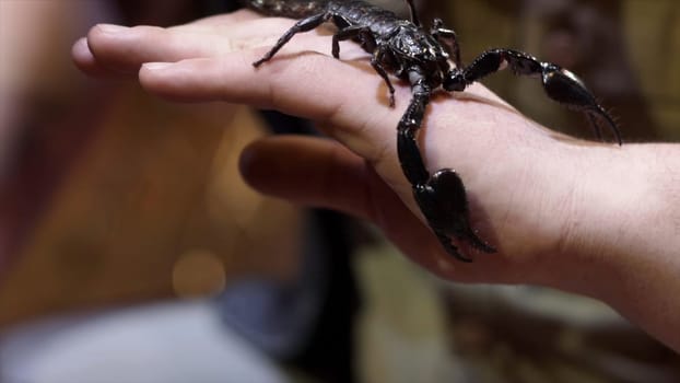 Black Scorpion sitting on hand. Action. Close-up of large black Scorpion on man's arm. Courage of holding dangerous Scorpion on your hand.