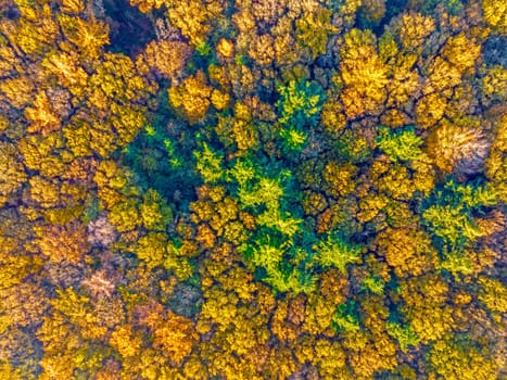 Aerial topshot from trees in fall in the Netherlands Europe