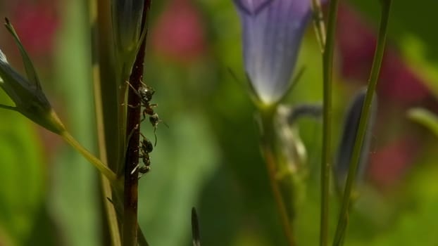 Close-up of ants on plant stems. Creative. Ant on stem of green plant on blurry background of plants. Beautiful macro world of summer meadow.
